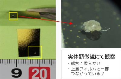 付着物を実体顕微鏡にて観察 感触：柔らかい 上層フィルムと一部つながっている？